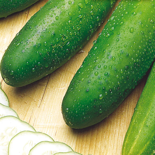 McKenzie Seeds Cucumber Seeds, Earliest Mincu