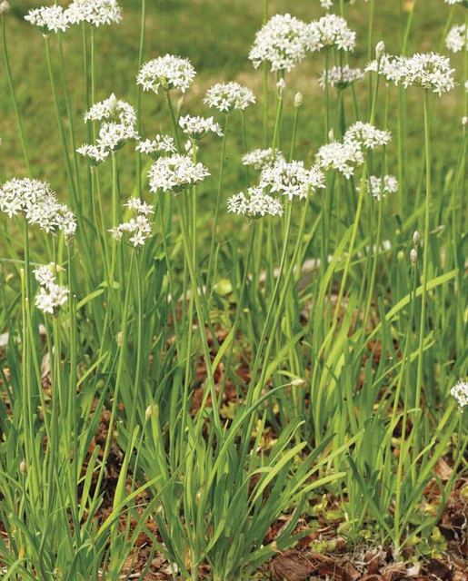 West Coast Seeds Chive - Garlic Chives