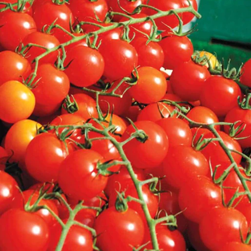 West Coast Seeds Tomatoes - Sweet Million Cherry F1