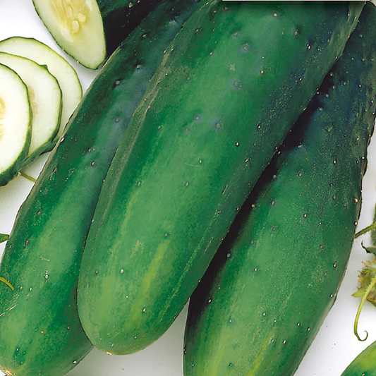 McKenzie Seeds Organic Cucumber Seeds, Straight Eight