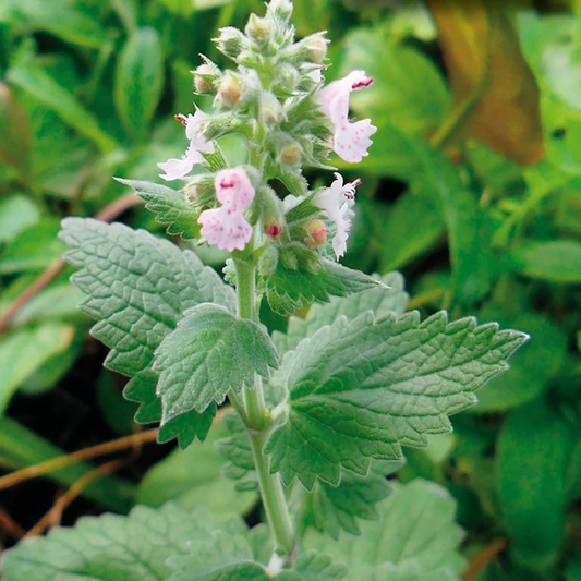 McKenzie Seeds Catnip Seeds