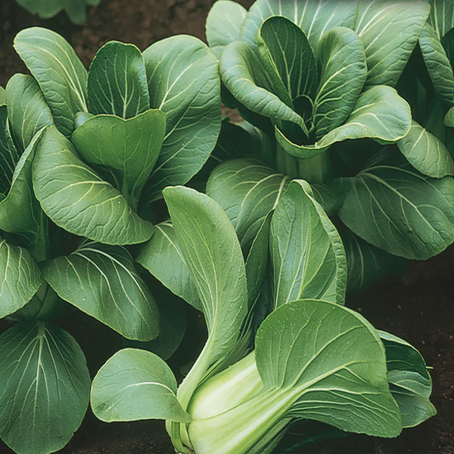 McKenzie Seeds Pak Choi Seeds, Mei Qing