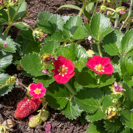 West Coast Seeds Strawberry - Rose Berries Galore