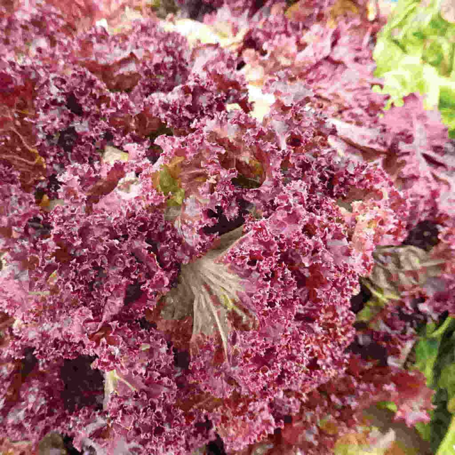 McKenzie Seeds Lettuce Seeds, Red Salad Bowl