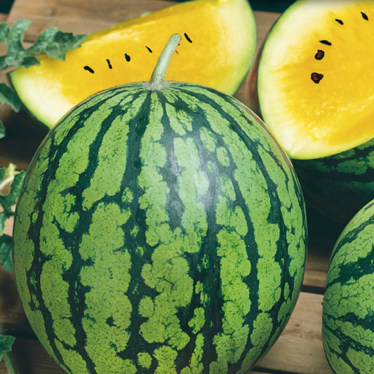McKenzie Seeds Watermelon Seeds, Petite Yellow