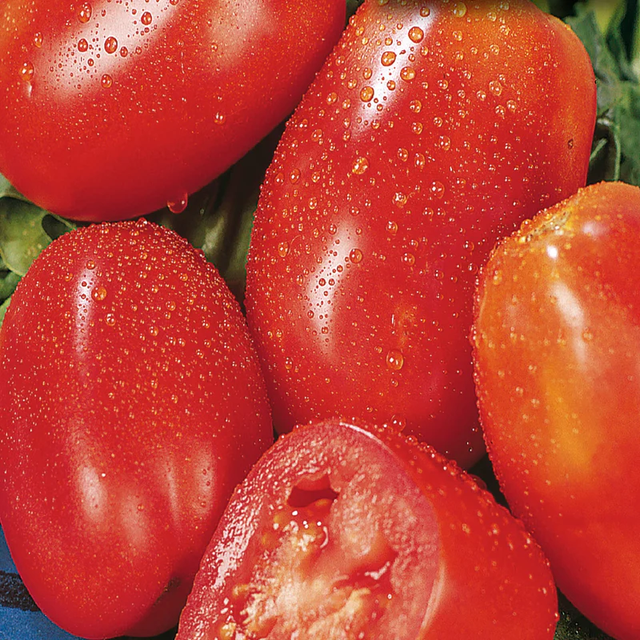 McKenzie Seeds Organic Tomato Seeds, San Marzano
