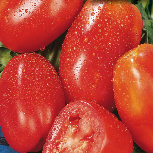 McKenzie Seeds Organic Tomato Seeds, San Marzano