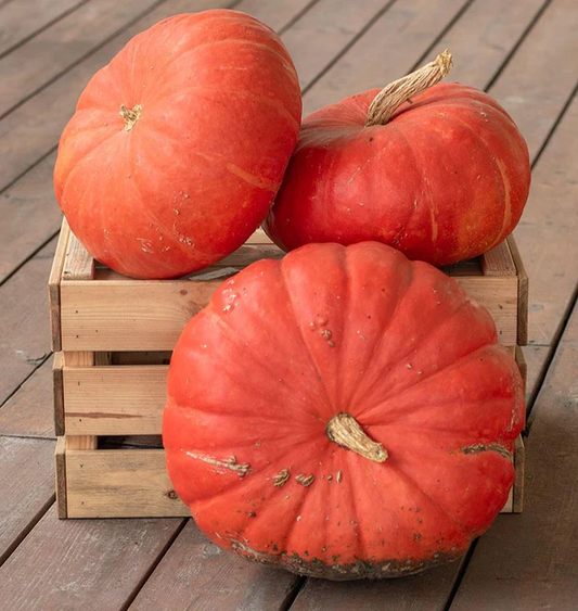 West Coast Seeds Pumpkins - Rouge Vif d'Etampes