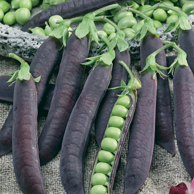 McKenzie Seeds Pea Seeds, Blauwschokkers
