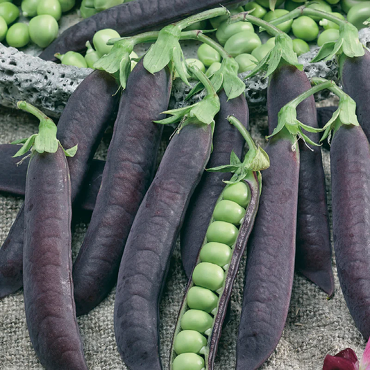 McKenzie Seeds Pea Seeds, Blauwschokkers