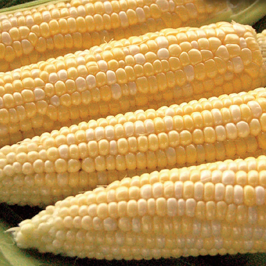 McKenzie Seeds Organic Corn Seeds, My Fair Lady