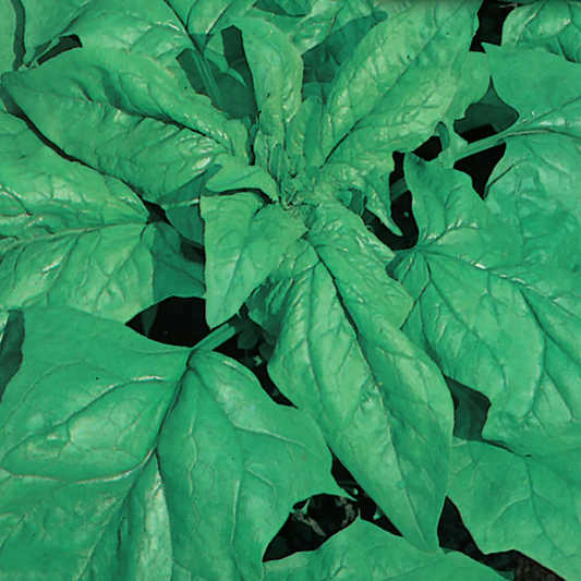McKenzie Seeds Organic Spinach Seeds, Viroflay