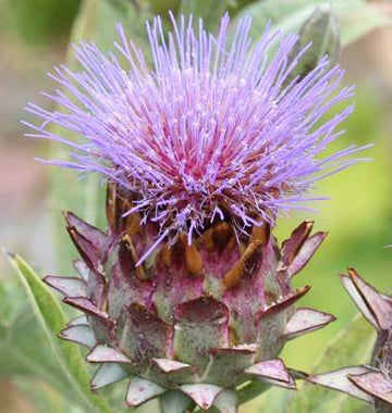 West Coast Seeds Artichokes - Cardoon