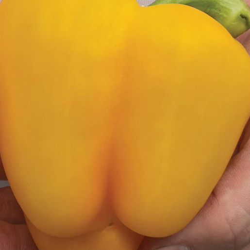 West Coast Seeds Peppers - Twingo F1