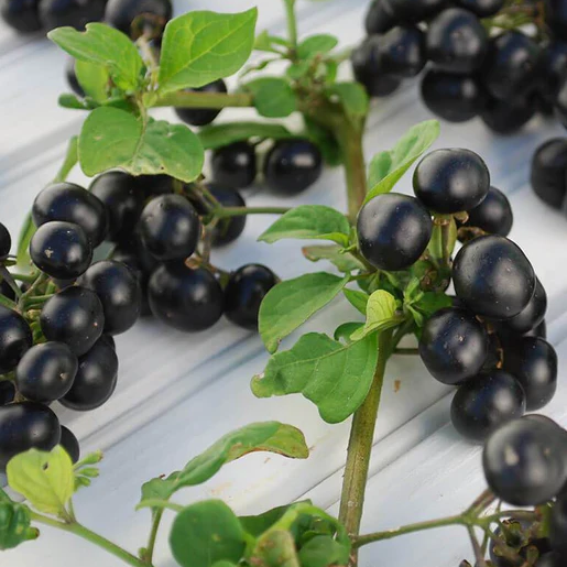 West Coast Seeds Solanum - Garden Huckleberry