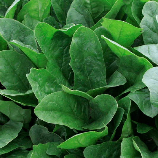 McKenzie Seeds Spinach Seeds, Imperial Star Hybrid