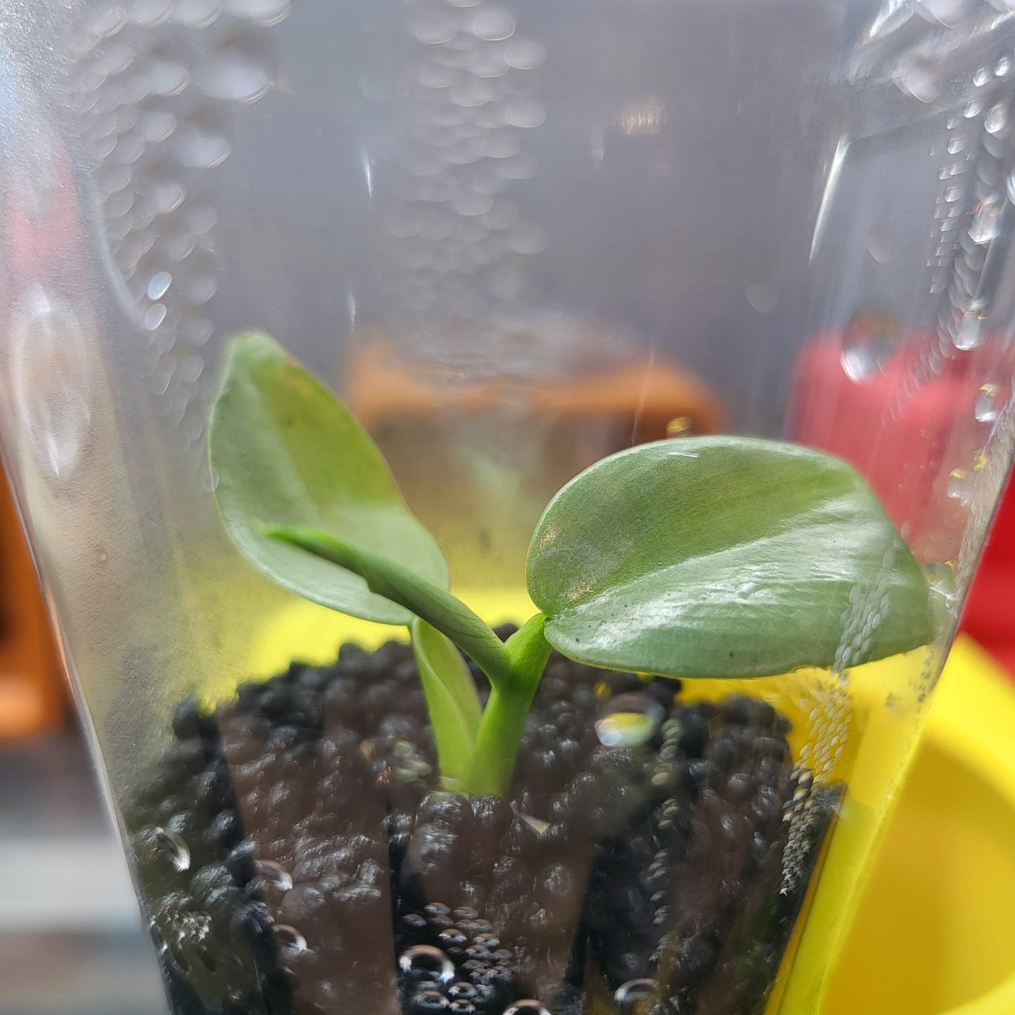 Philodendron Silver Sword - Small