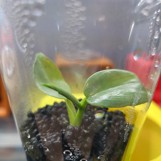 Philodendron Silver Sword - Small