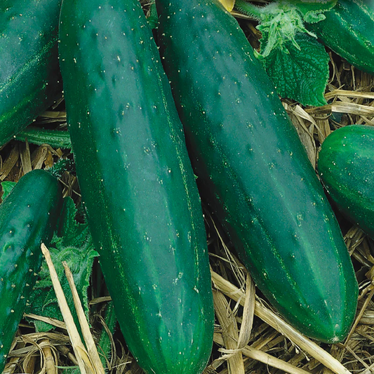 McKenzie Seeds Cucumber Seeds, Spacemaster Trailing