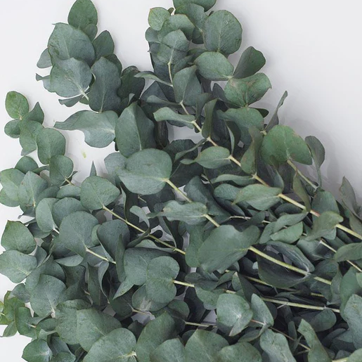 West Coast Seeds Eucalyptus - Silver Dollar Tree Eucalyptus
