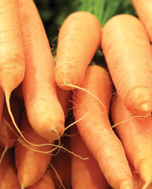 West Coast Seeds Carrots - Scarlet Nantes