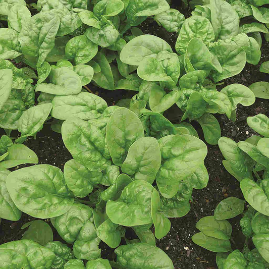 McKenzie Seeds Organic Spinach Seed Tape, Long Standing Bloomsdale