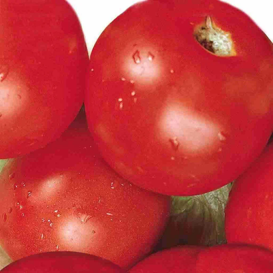 McKenzie Seeds Tomato Seeds, Sub Arctic Plenty