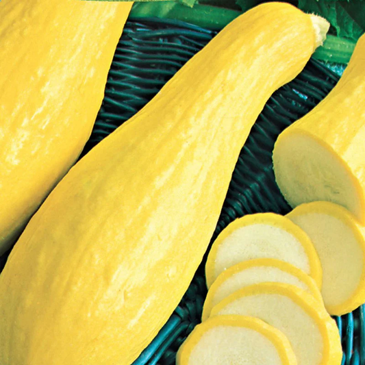 McKenzie Seeds Organic Squash Seeds, Early Prolific Straightneck
