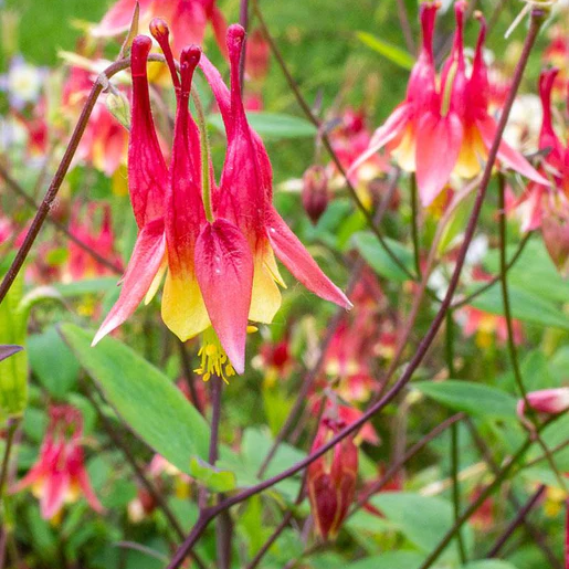 West Coast Seeds Columbine - Red Columbine