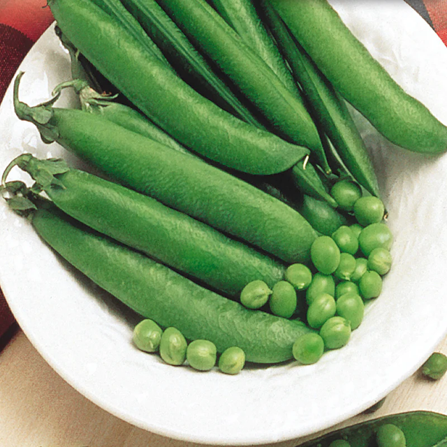 McKenzie Seeds Pea Seeds, Mr. Big