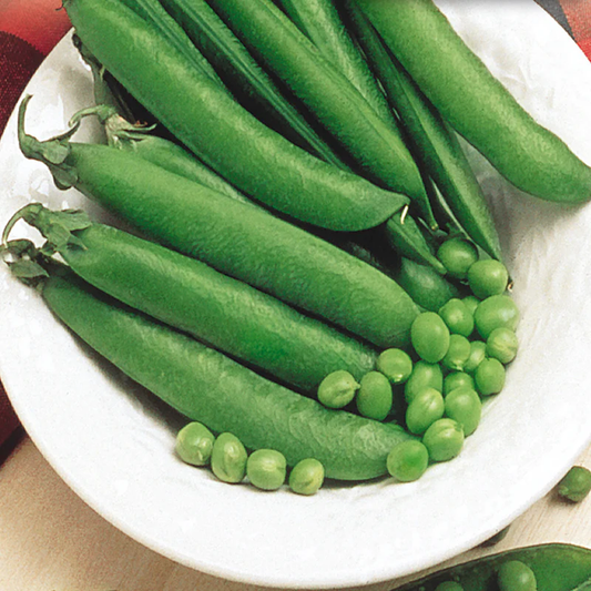 McKenzie Seeds Pea Seeds, Mr. Big