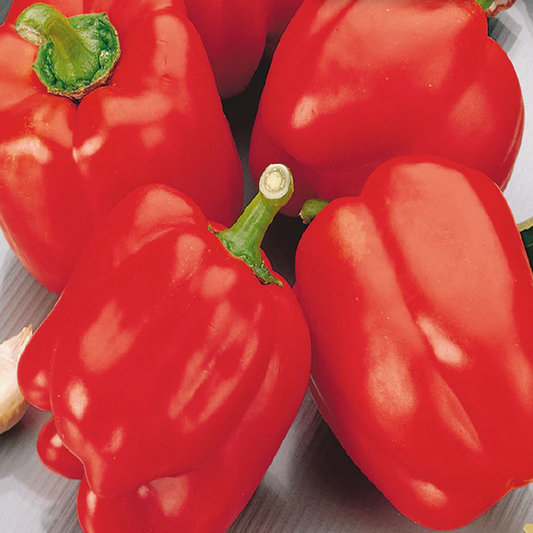 McKenzie Seeds Pepper Seeds, Red Bell