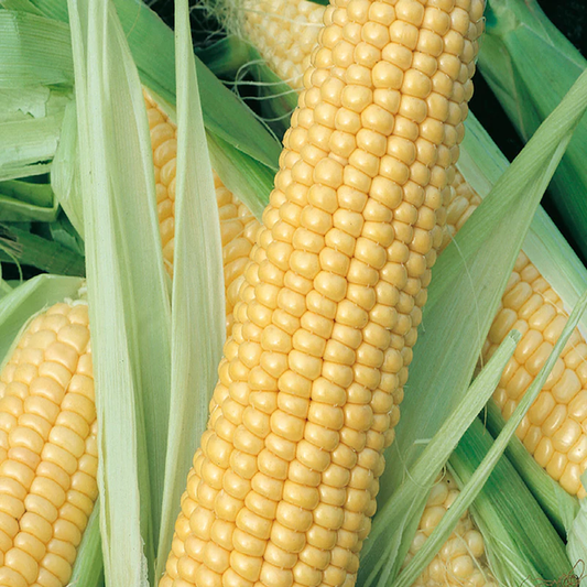 McKenzie Seeds Corn Seeds, Honey Select Triplesweet