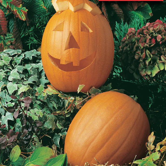McKenzie Seeds Pumpkin Seeds, Jack O'Lantern