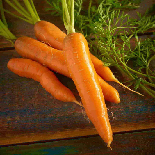 McKenzie Seeds Carrot Seeds, Red Cored Chantenay