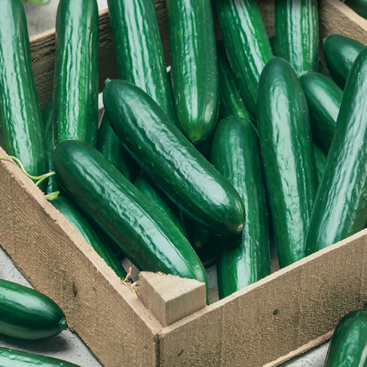 McKenzie Seeds Cucumber Seeds, Beit Alpha Burpless Lebanese Type