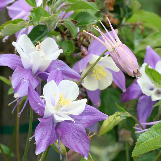 West Coast Seeds Columbine - McKana's Giant Mix