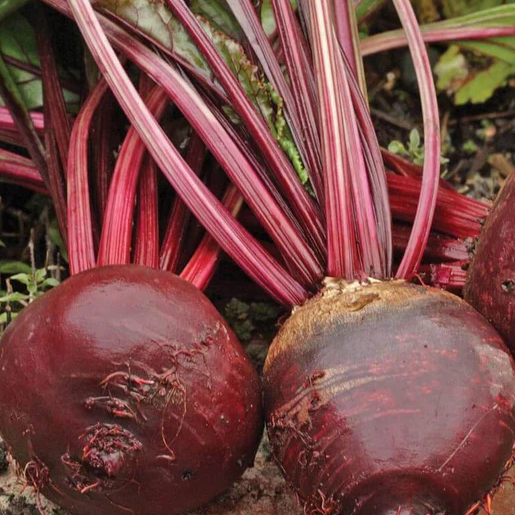 West Coast Seeds Beets - Red Ace F1