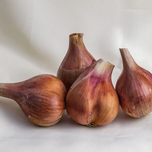 West Coast Seeds Onions - Conservor F1 (Coated) Certified Organic
