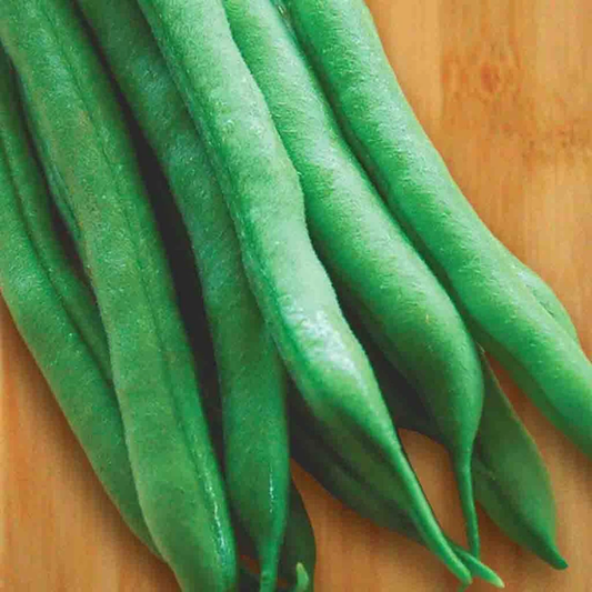 McKenzie Seeds Organic Bean Seeds, Provider Bush