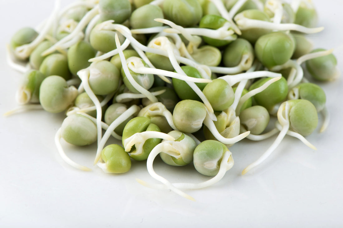 Mumm's Sprouting Seeds Green Peas - 125 Grams