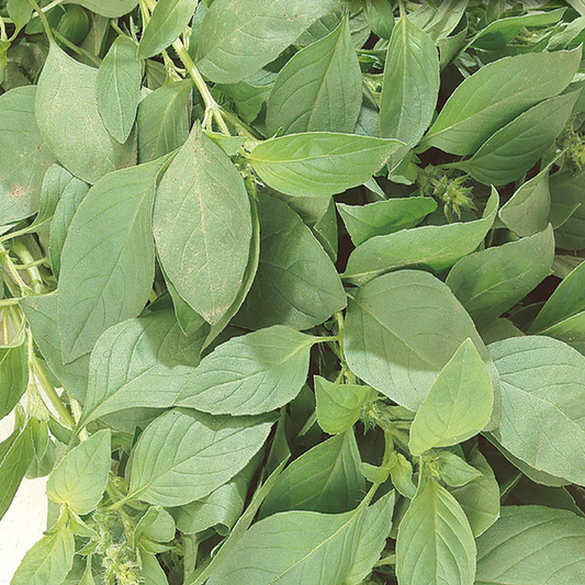 McKenzie Seeds Basil Seeds, Lemon