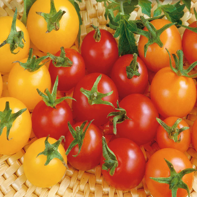 McKenzie Seeds Tomato Seeds, Cherry Mix F1
