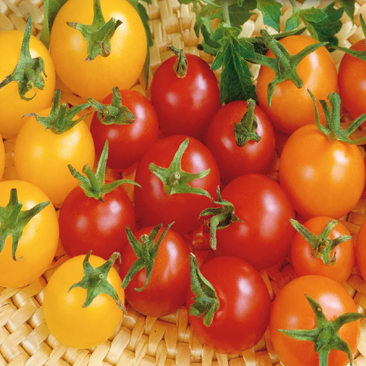 McKenzie Seeds Tomato Seeds, Cherry Mix F1