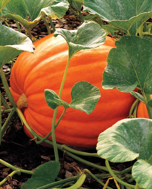 West Coast Seeds Pumpkins - Big Max