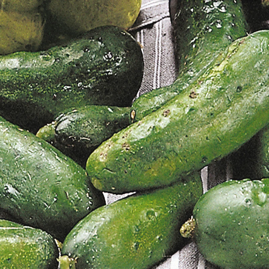 McKenzie Seeds Cucumber Seeds, Spartan Dawn F1 Hybrid