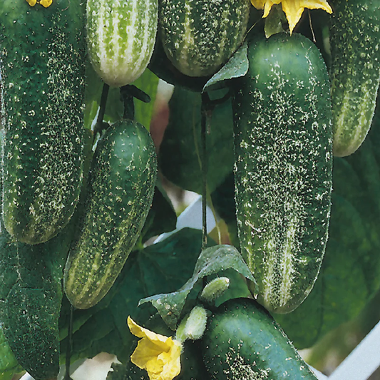McKenzie Seeds Cucumber Seeds, Morden Early