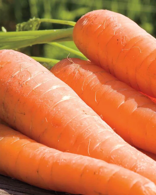 West Coast Seeds Carrots - Ya Ya Coated Organic