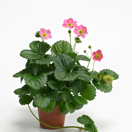 West Coast Seeds Strawberry - Hot Pink Berri Basket