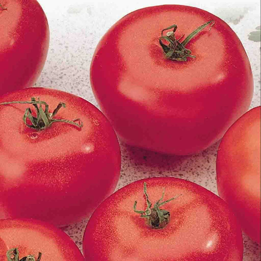 McKenzie Seeds Tomato Seeds, Manitoba